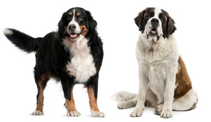 Burmese Mountain Dog: The Majestic Canine Companion